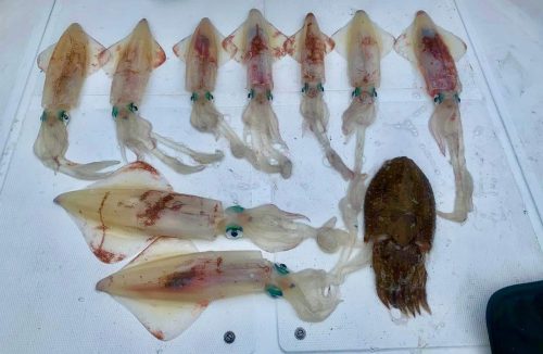 Pesca Calamar